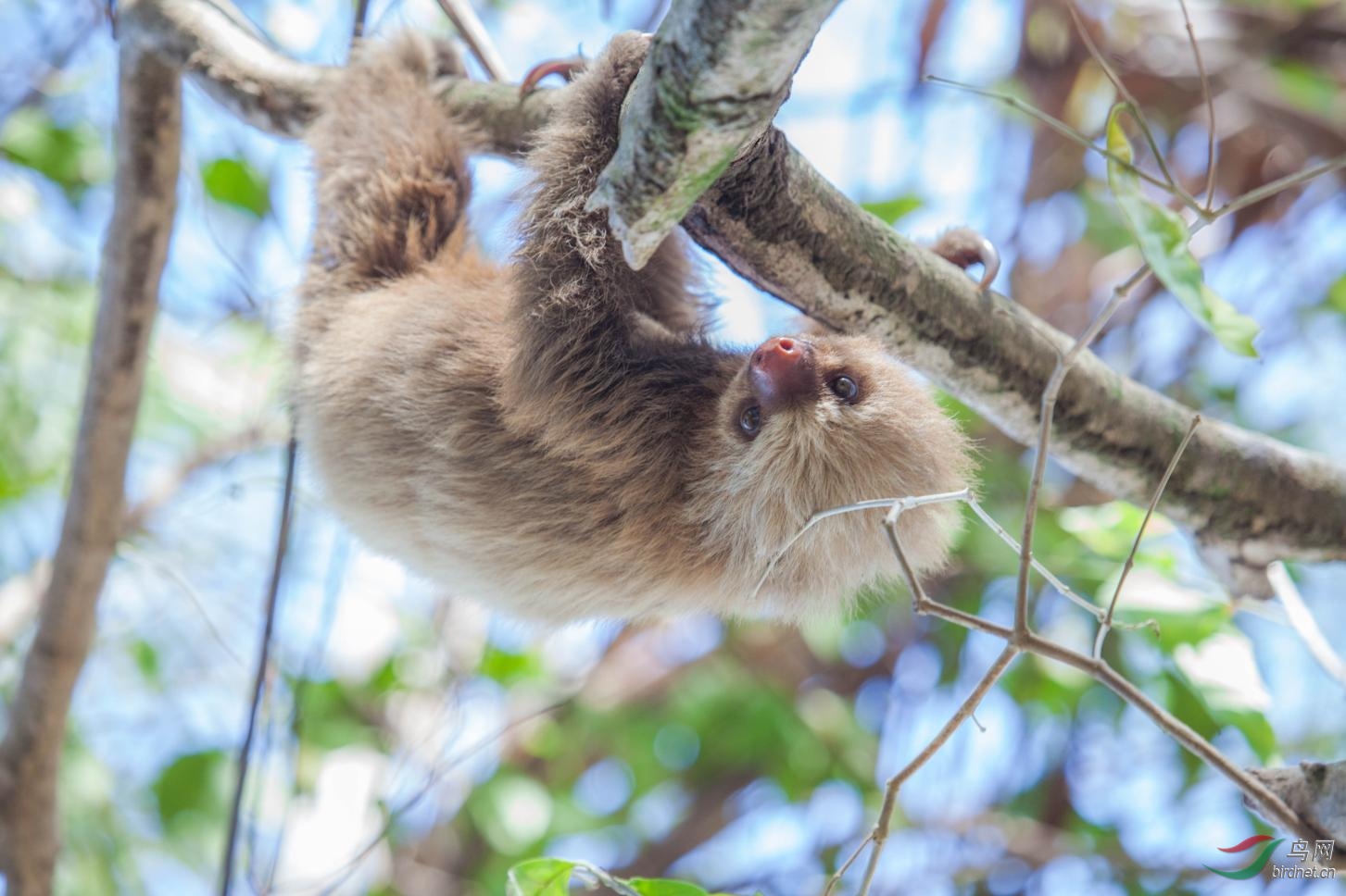 [即将满团]2018年3月23日哥斯达黎加拍鸟16天