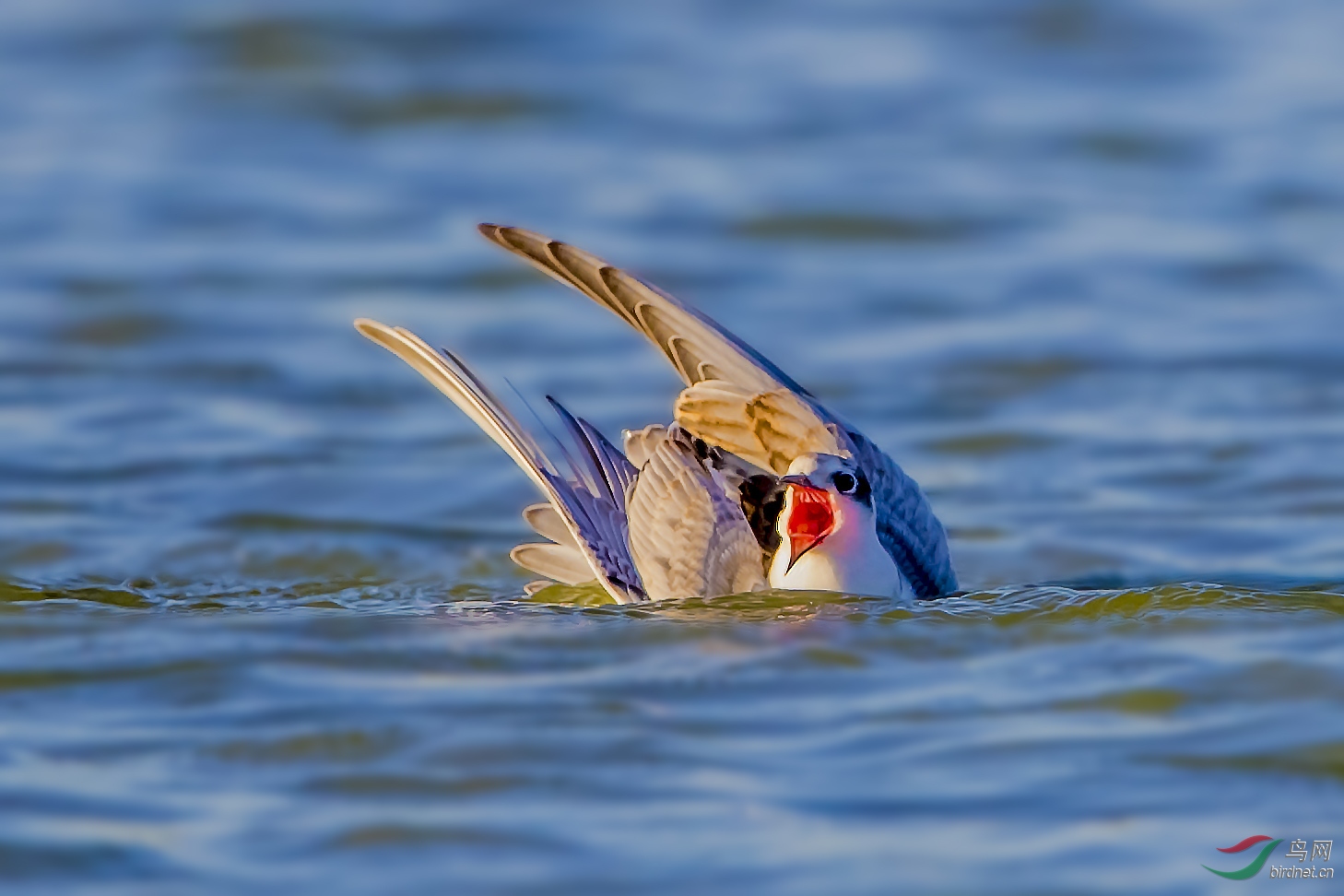 翻车鱼怎么长那么大的 121728lngdnuztpjp93dmu.jpg