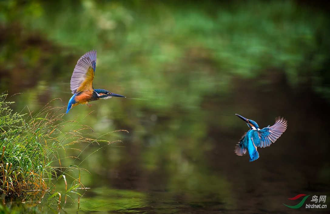 怎样有效驱赶鸟儿 214909jsydggpy2te99g8s.jpg