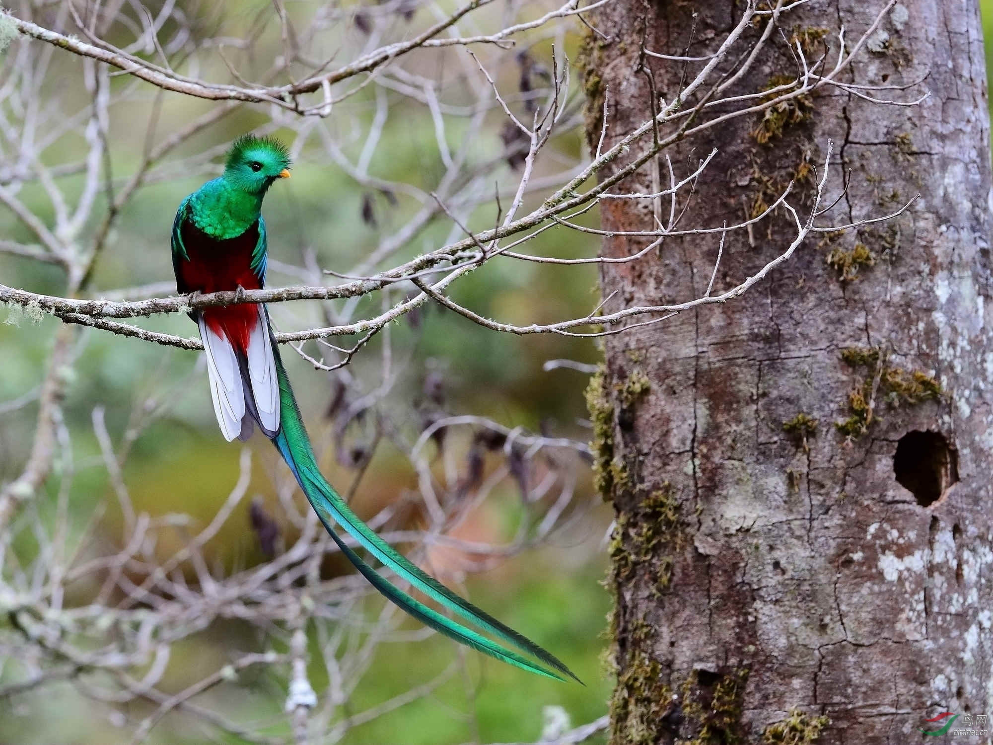 (凤尾绿咬鹃)凤尾绿咬鹃拍摄散记