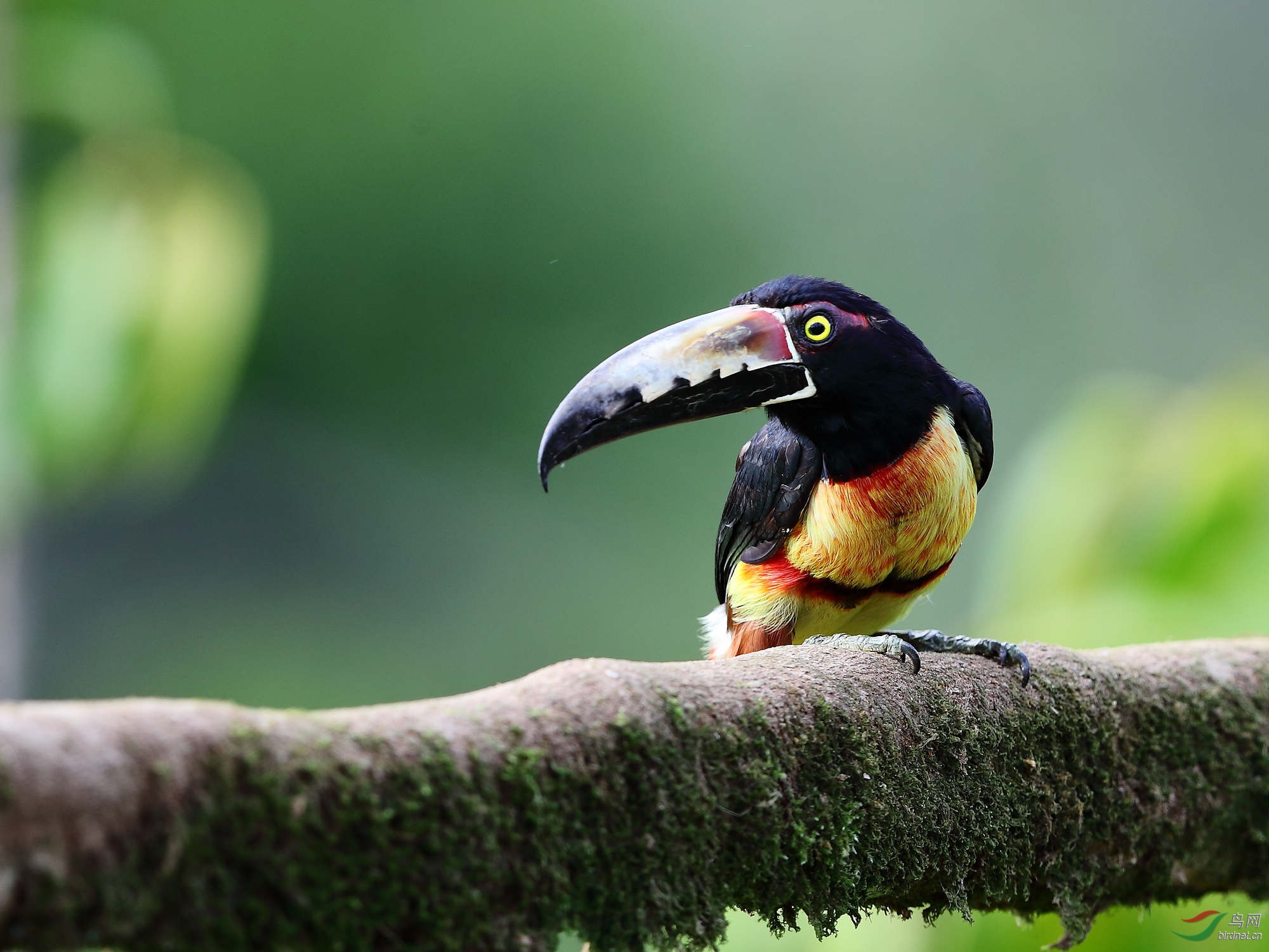 扎了腰带的领簇舌巨嘴鸟