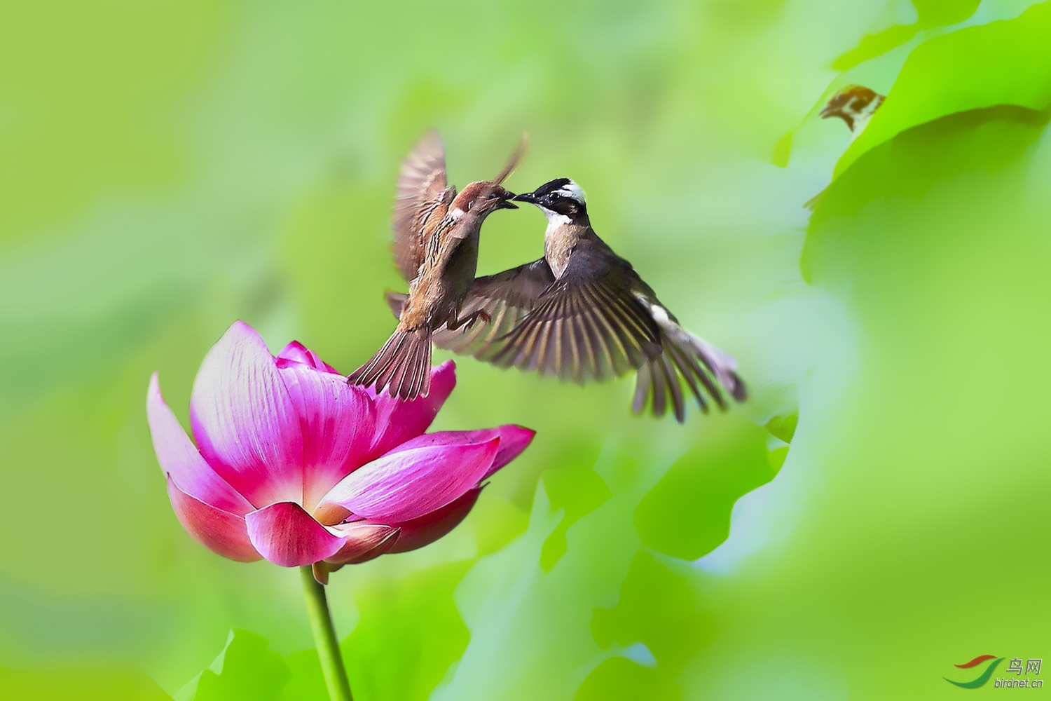 一幅鸟类打斗片经后期转换成艳情片