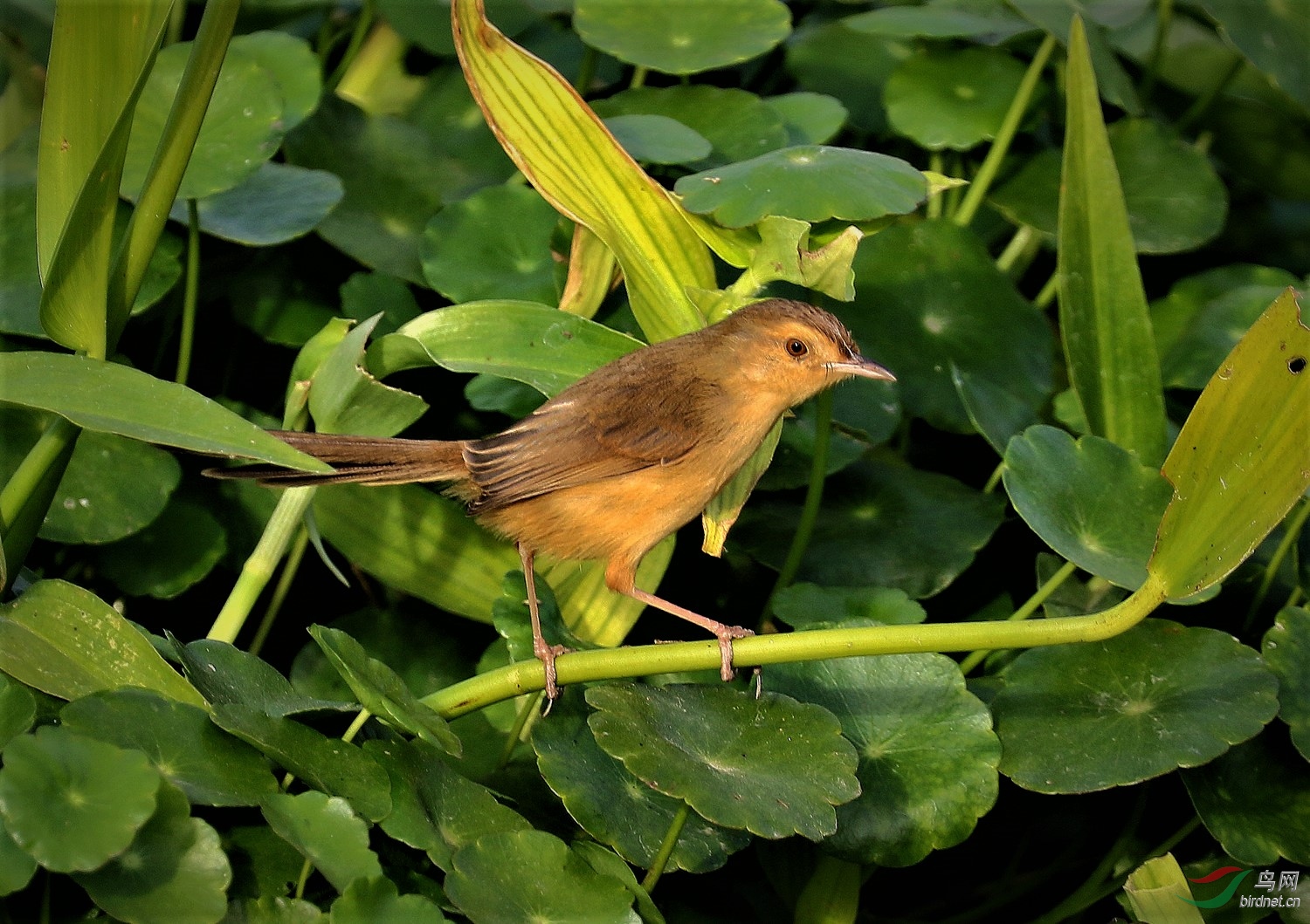 莺立绿丛