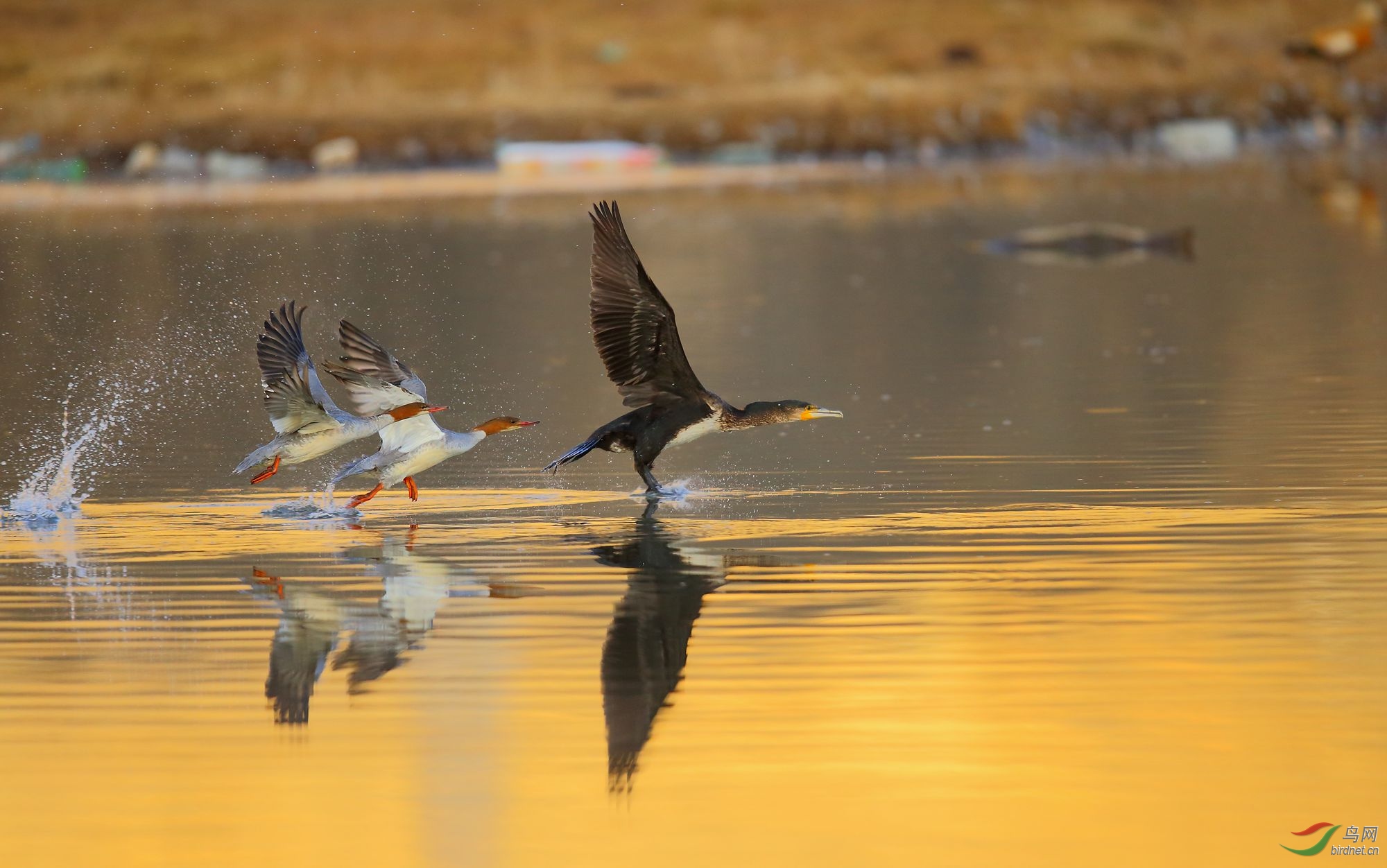 (普通鸬鹚和普通秋沙鸭)争渡.祝贺荣获首页精华