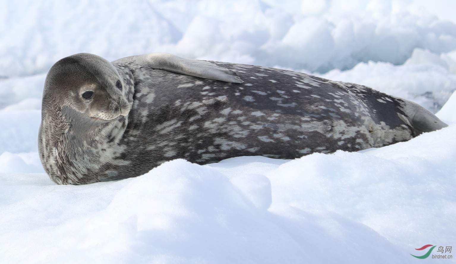 2018年2月4日南极温克岛的海豹
