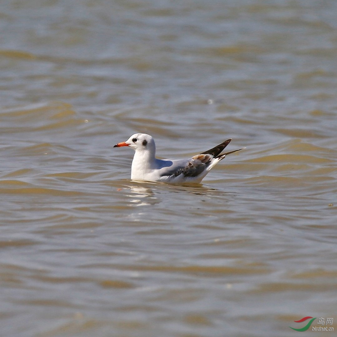 坐看云卷云舒、静听花开花落、任凭潮起潮落