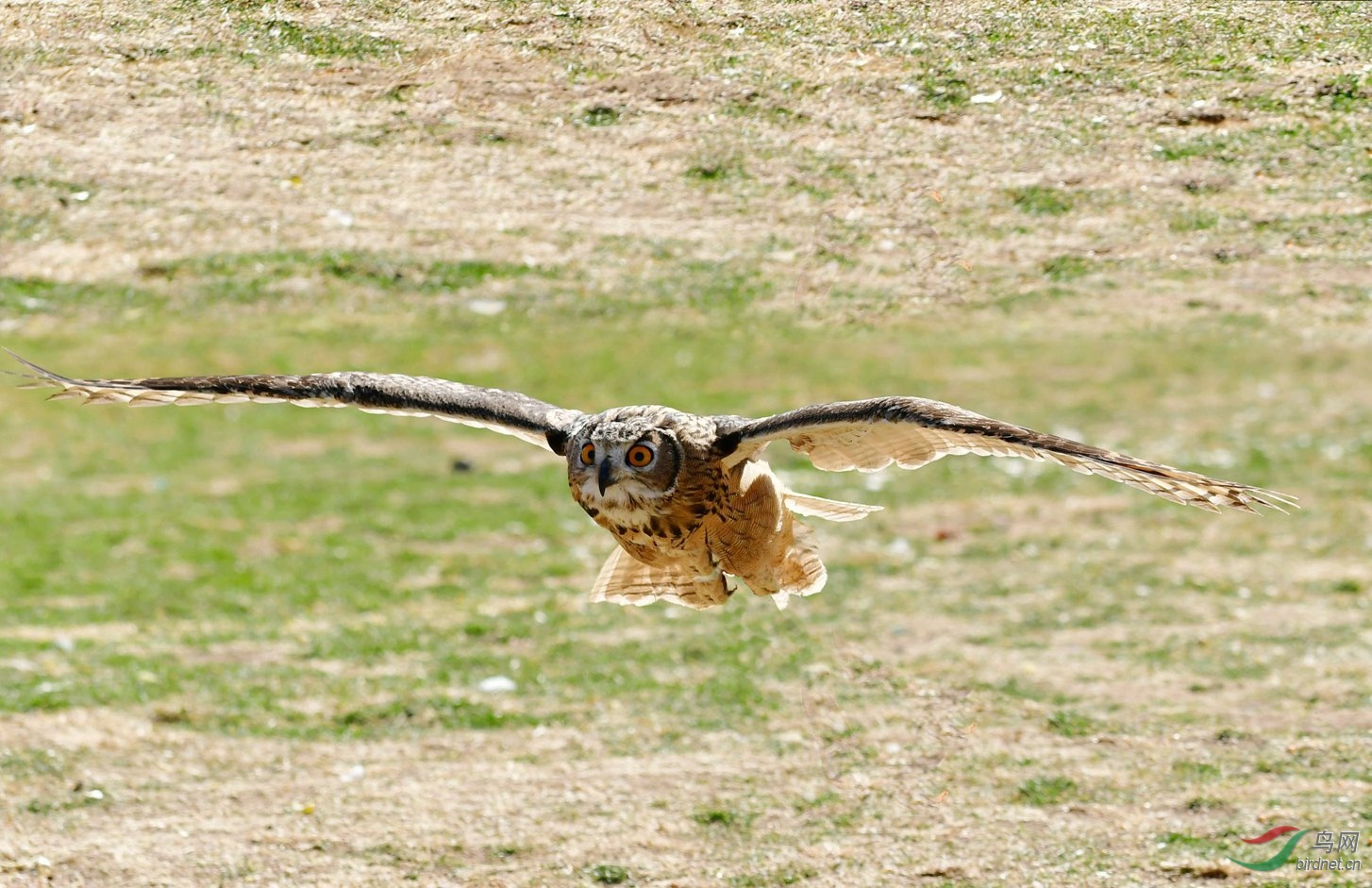 浅草才能没马蹄。(雕鸮)