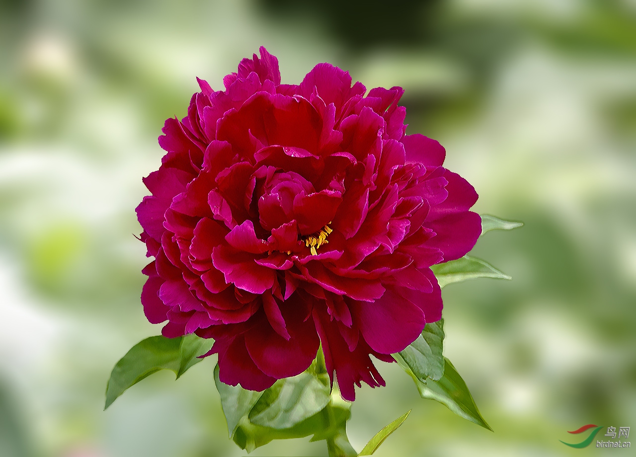 芍药花 2 植物花卉版 