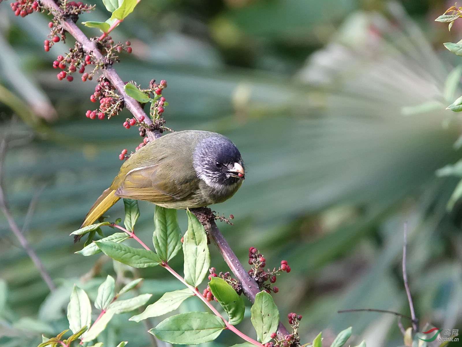 一棵果树两只鸟猜成语_看图猜成语(2)