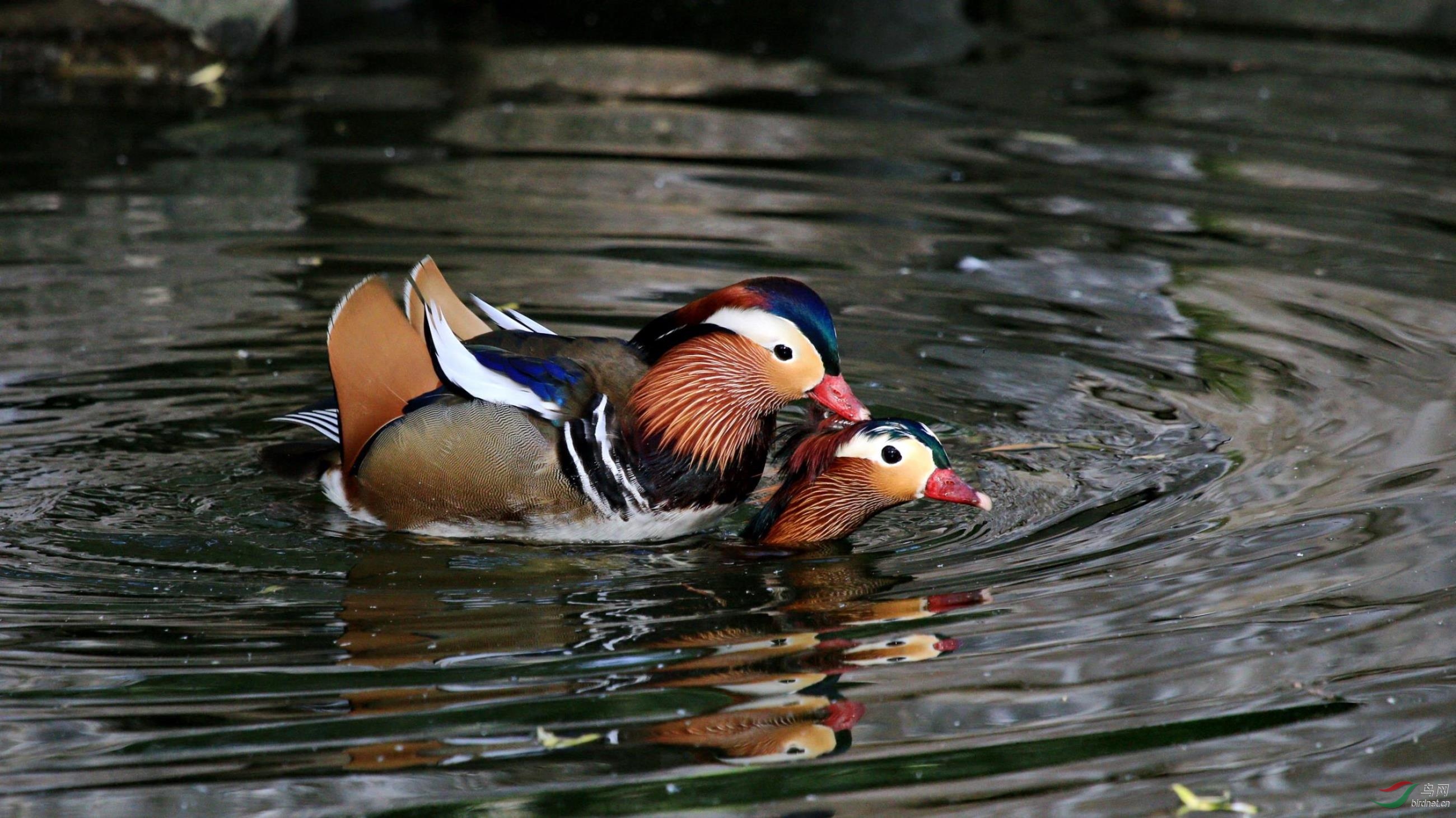同性之恋~鸳鸯---拍摄于北京动物园