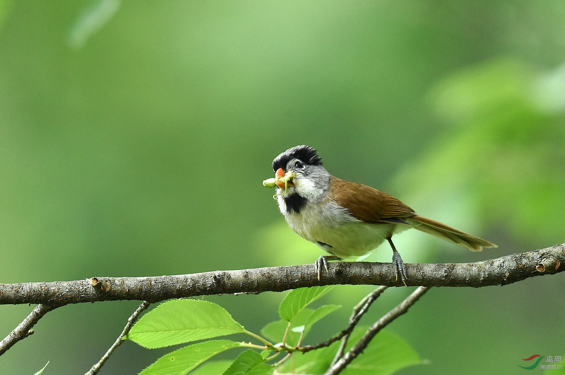 灰头鸦雀喂幼鸟