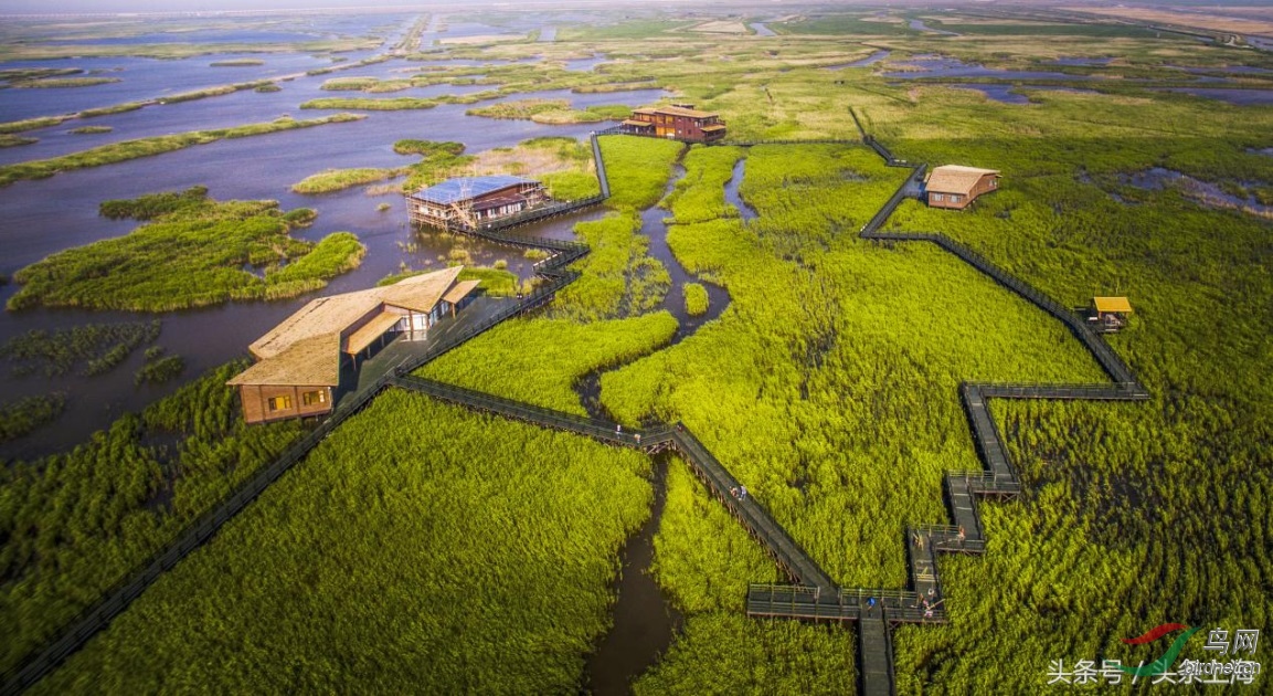 上海最美湿地,你去过了吗?