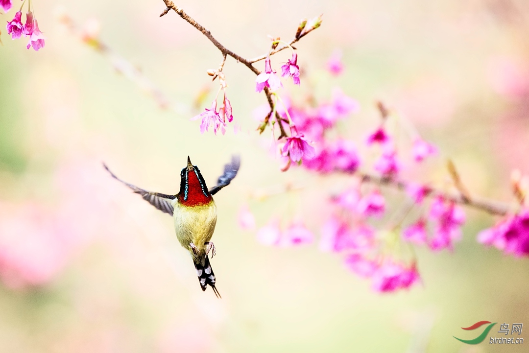 樱花旋～叉尾太阳鸟