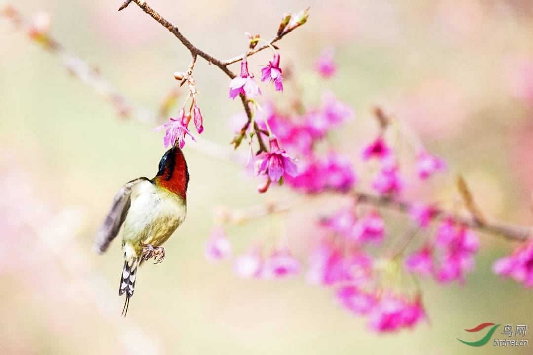 樱花旋～叉尾太阳鸟