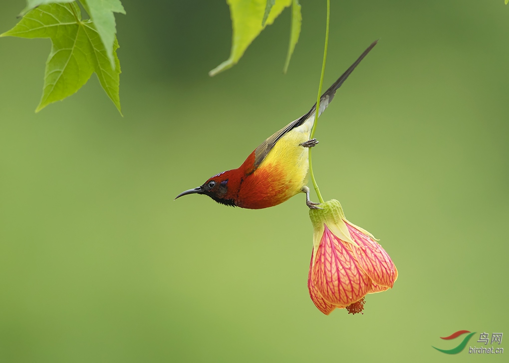 (蓝喉太阳鸟)偶然与必然(获首页鸟类精华)