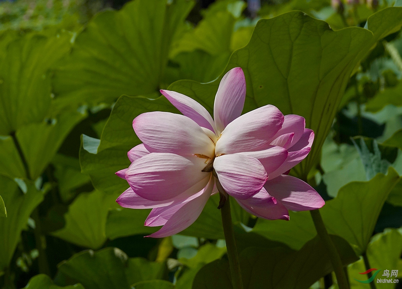并蒂莲