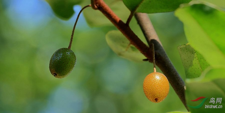 木半夏果熟了