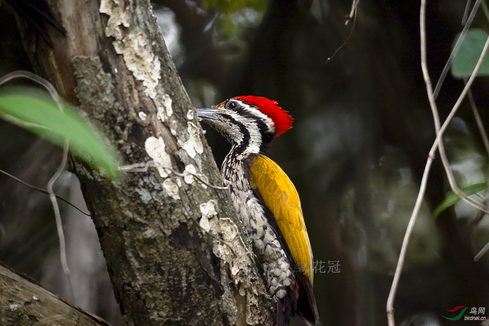 金背三趾啄木鸟common flameback(dinopium javanense)