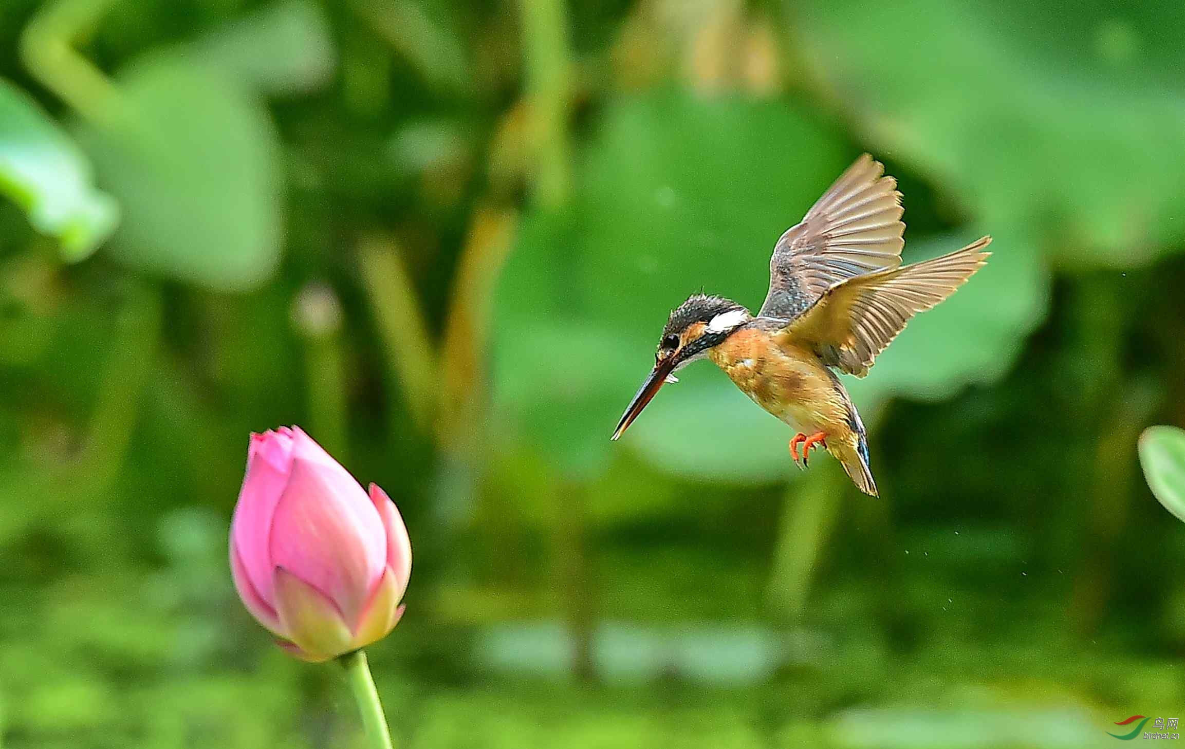 荷花与翠鸟