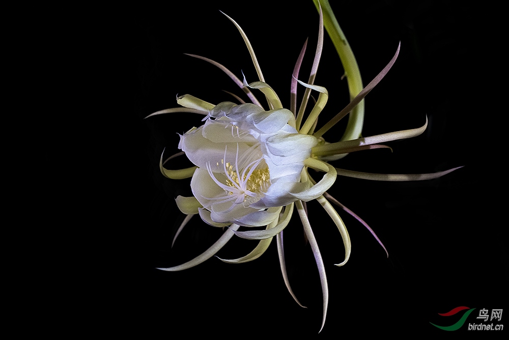 昙花