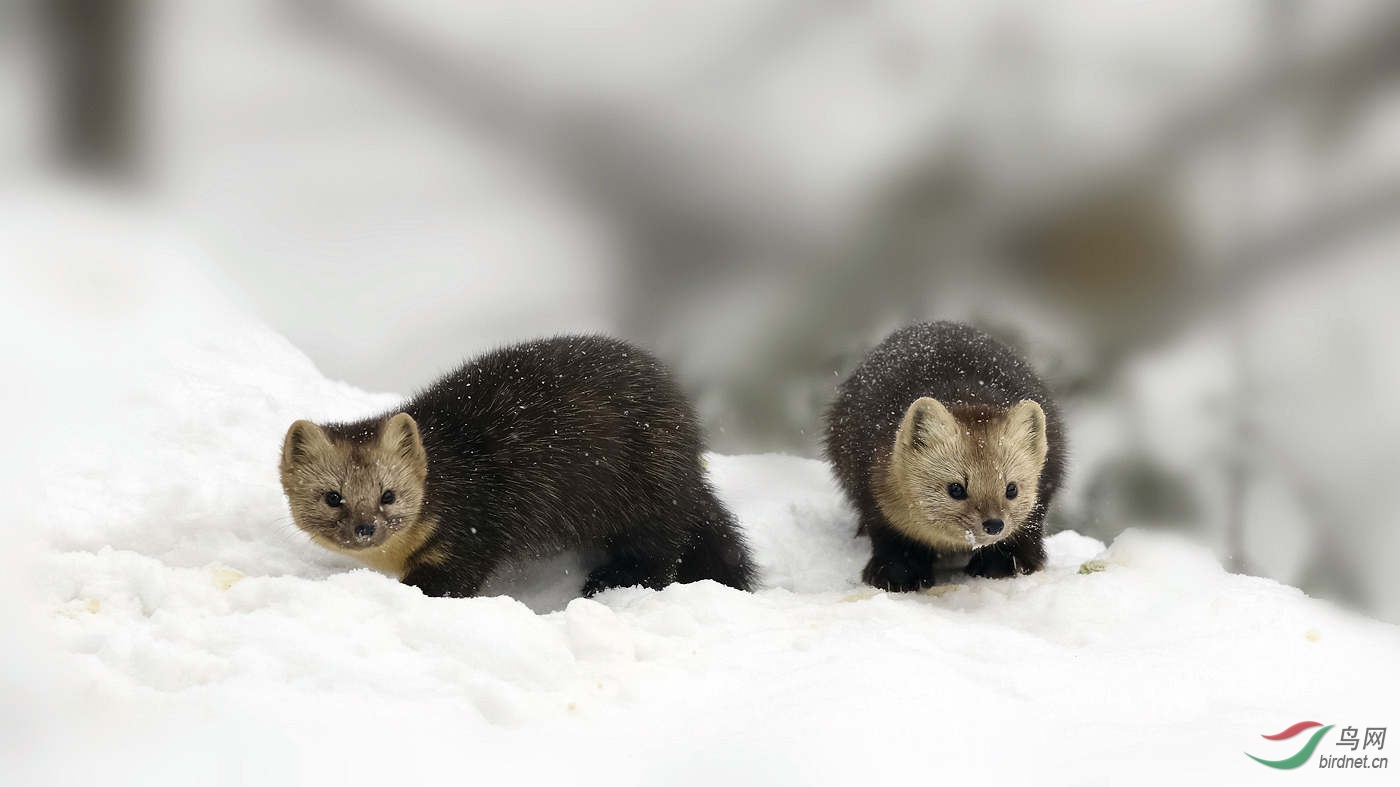 雪中紫貂