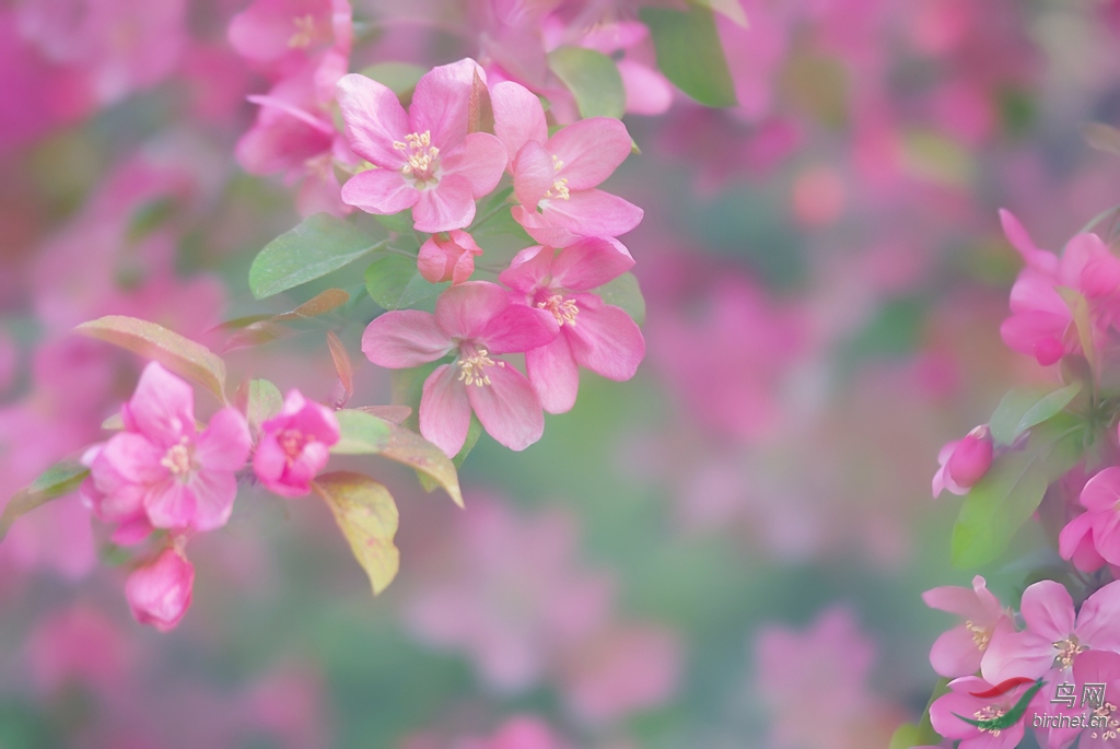 雾里看花曲谱_雾里看花图片