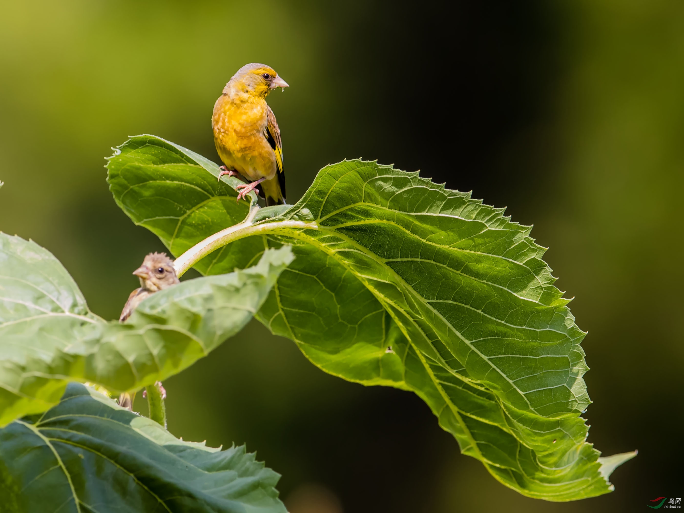 金翅雀，在葵花上空忙忙碌碌。左顾右盼。