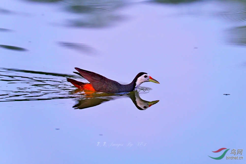 长大后我就成了你