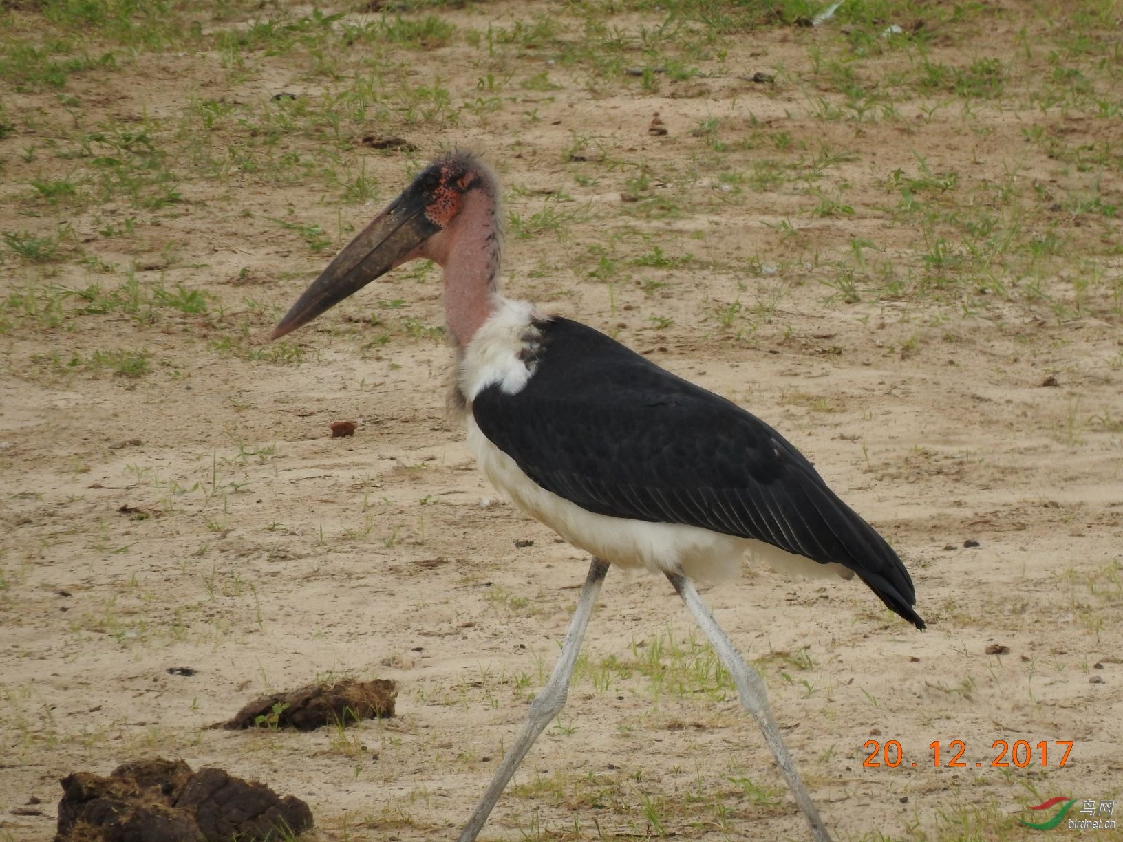 marabou stork非洲秃鹳.jpg