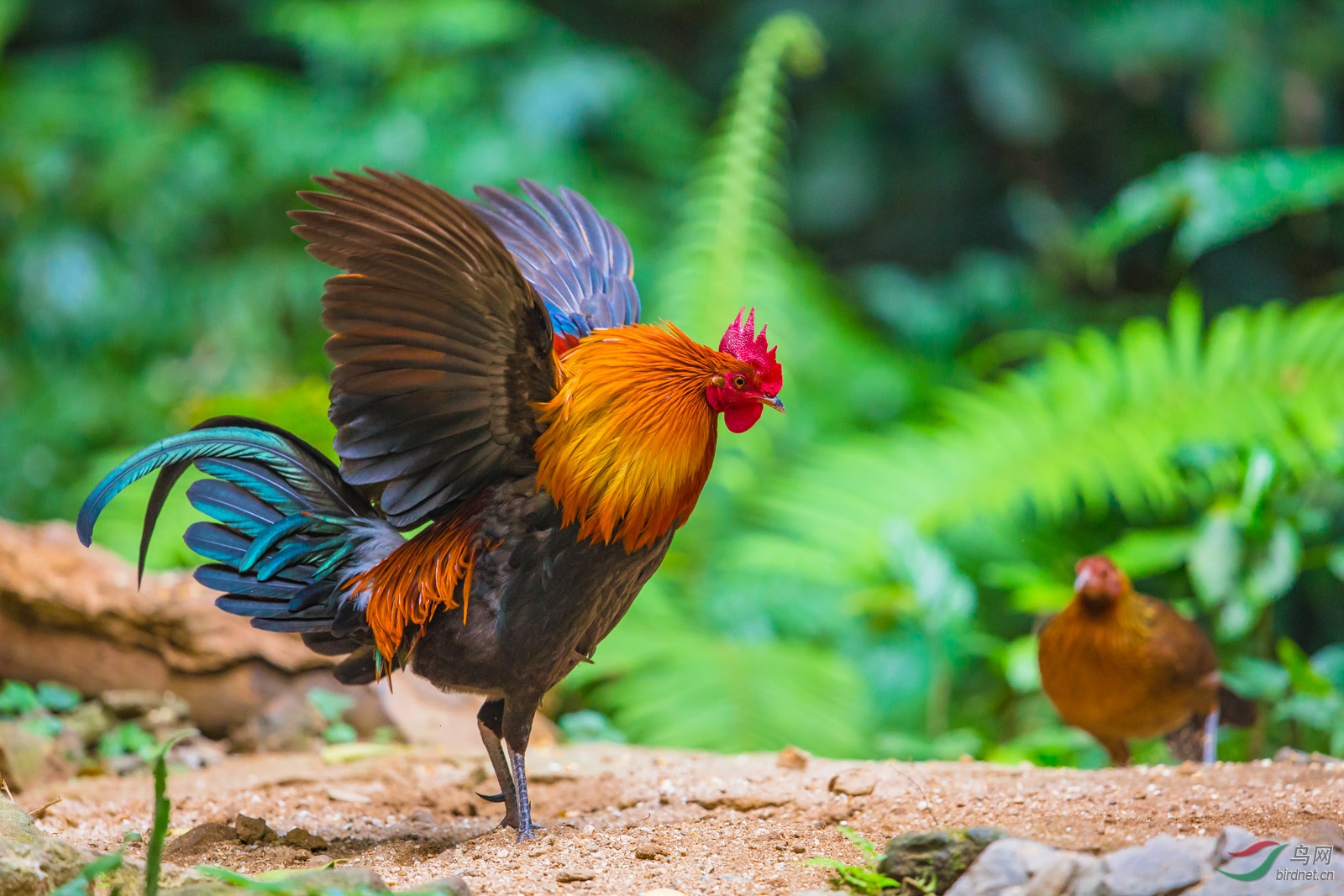 原鸡 恭贺获首页每日鸟类精华