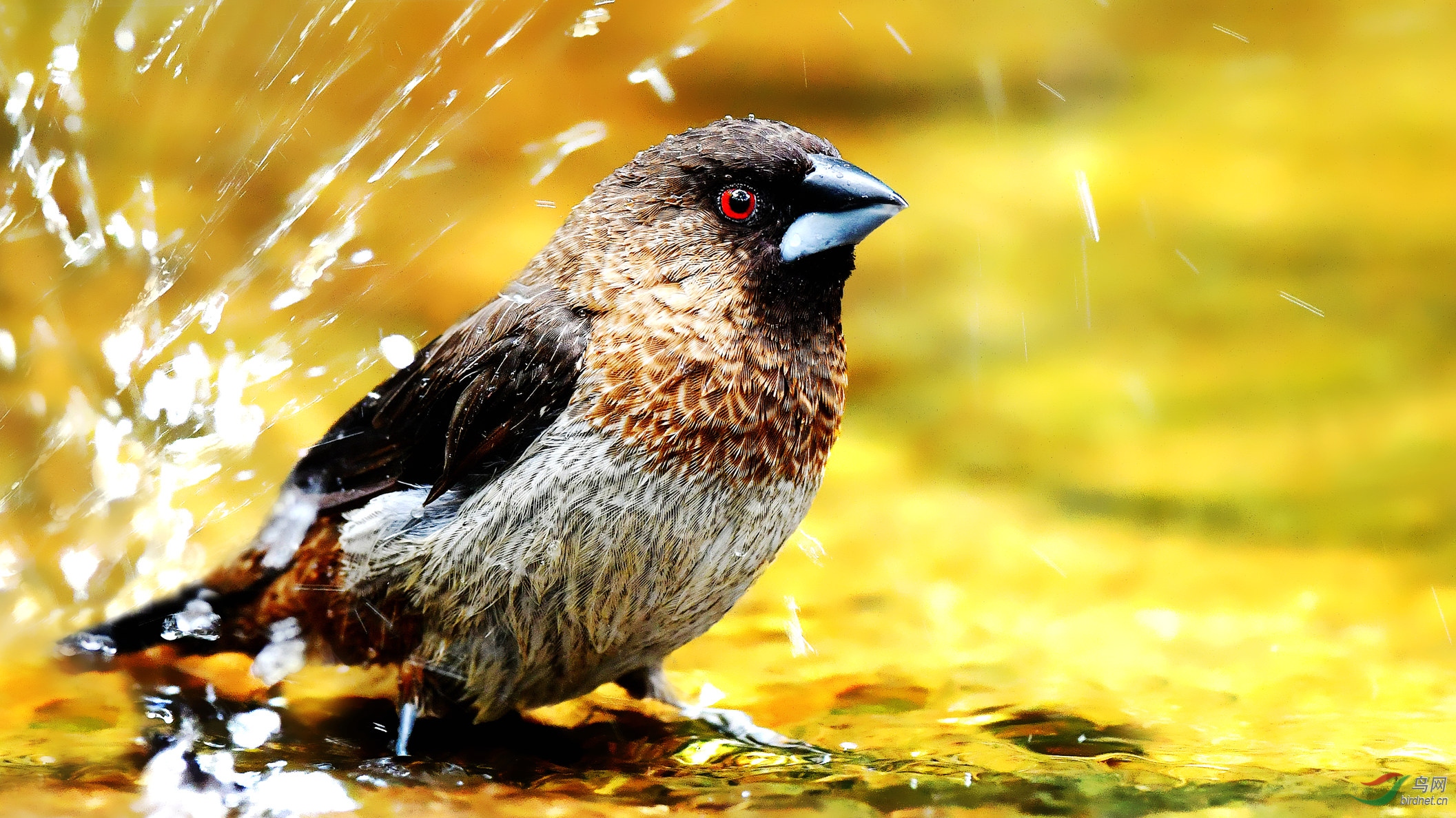 不管风吹浪打我自岿然不动