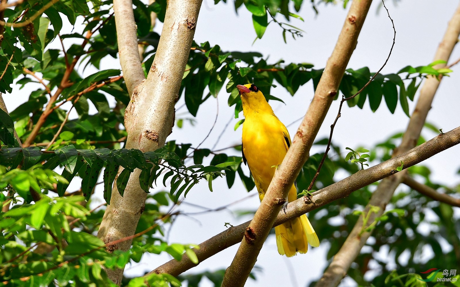 树上的黄鹂鸟儿