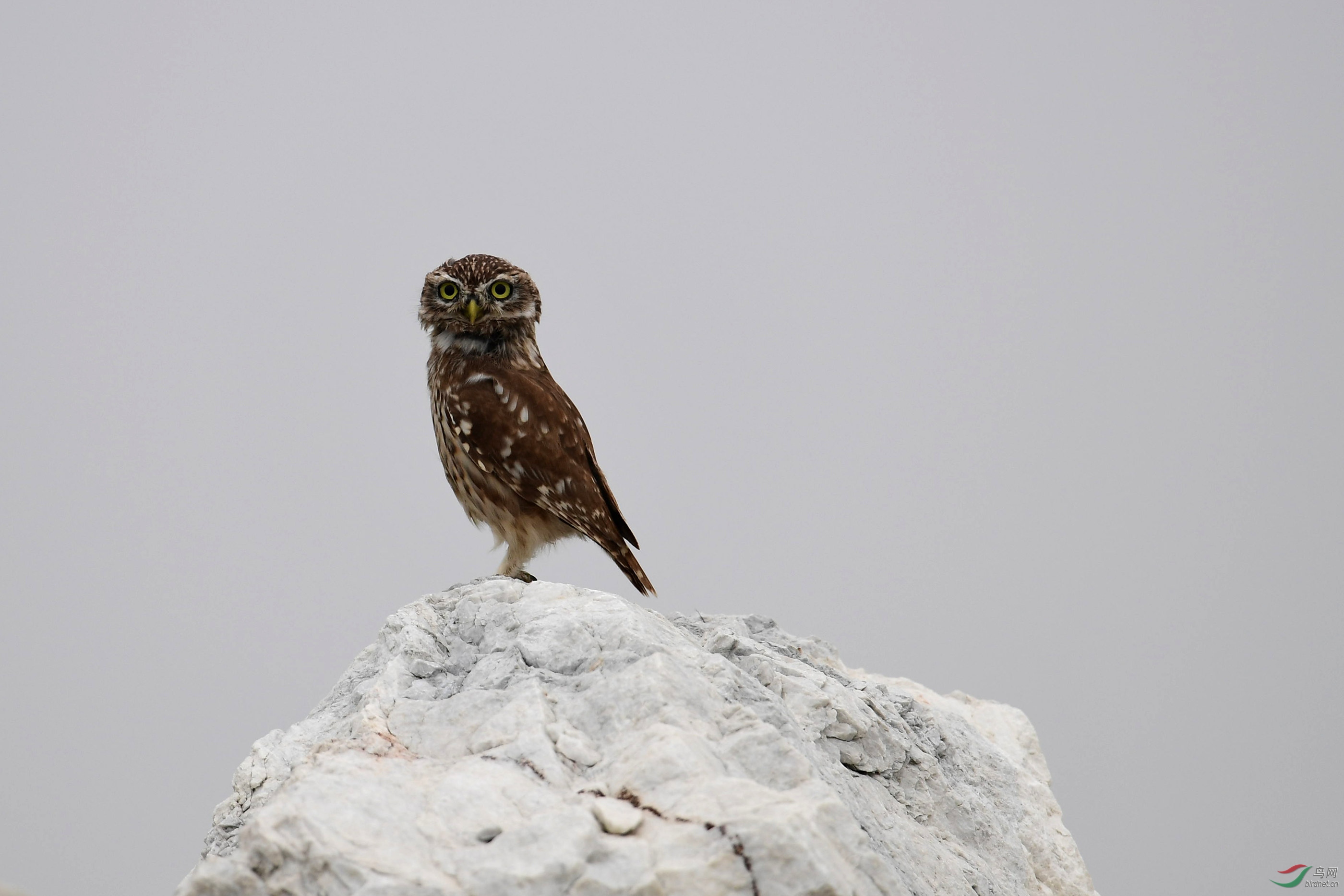 纵纹腹小鸮 警惕