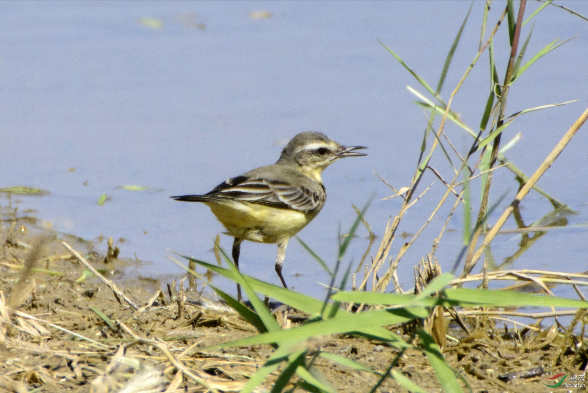 常在河边走的黄鹡鸰
