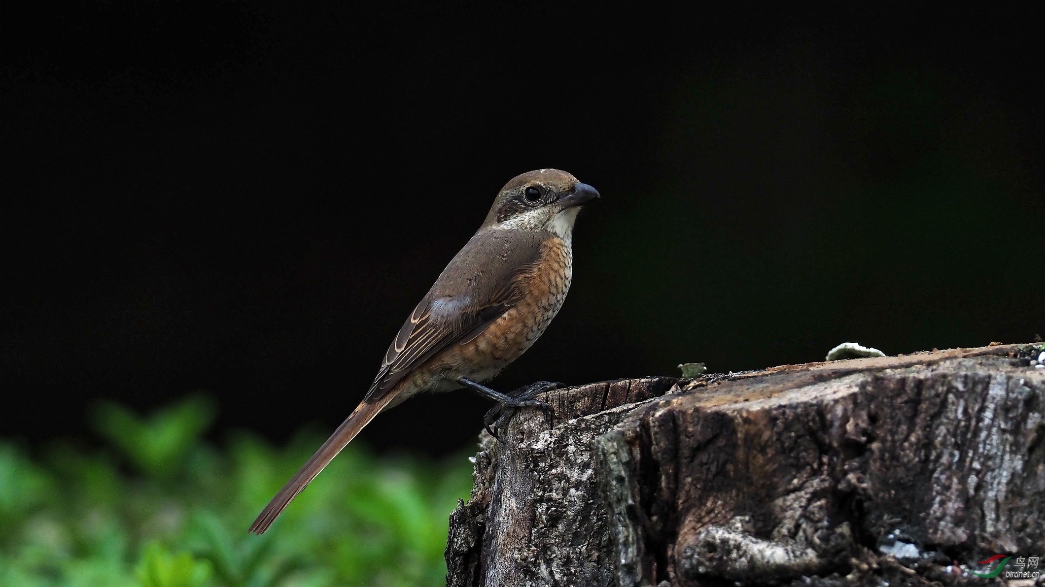 一对虎纹来上海,雄起雌伏贺中秋!