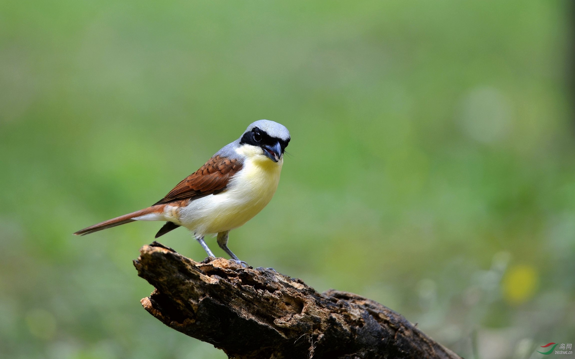 一对虎纹来上海,雄起雌伏贺中秋!