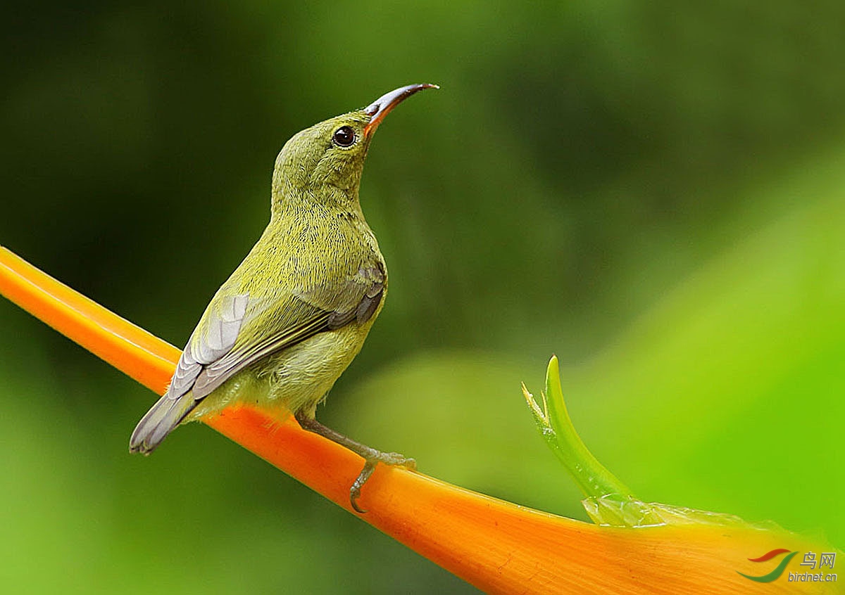 昂首金秋听鸟声