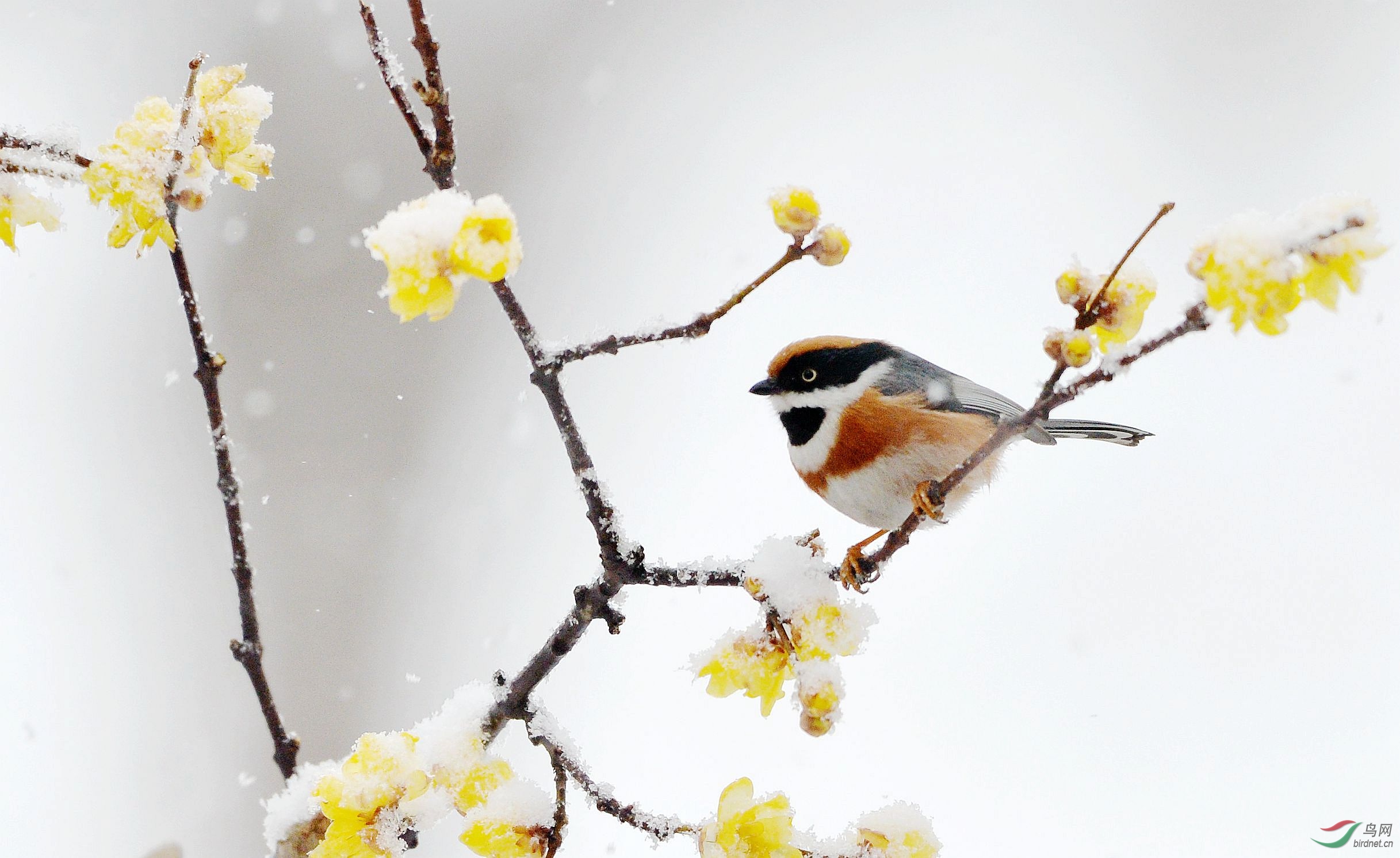 大雪纷飞喜红头