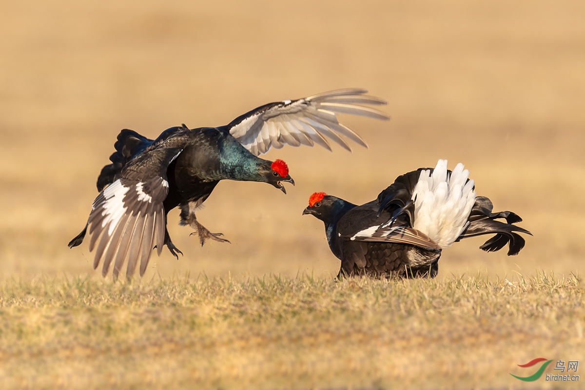 争斗(祝贺老师佳作荣获首页精华)