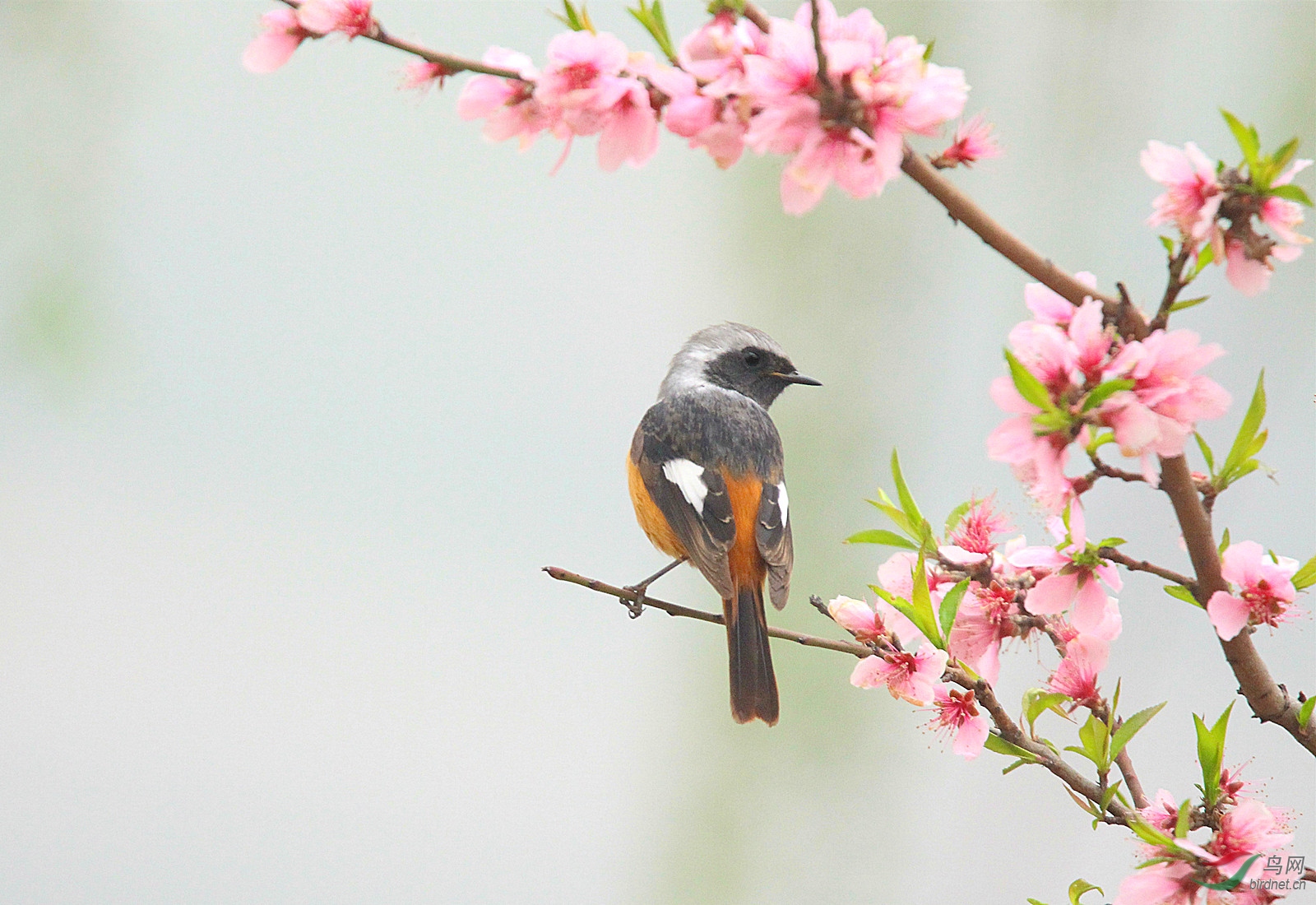 花枝上的小鸟