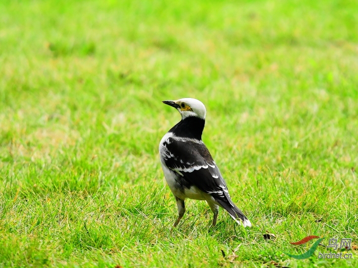 黑领椋鸟和黑脸噪鹛