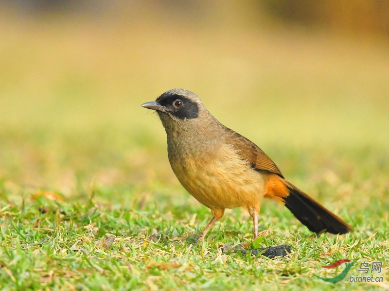 黑领椋鸟和黑脸噪鹛