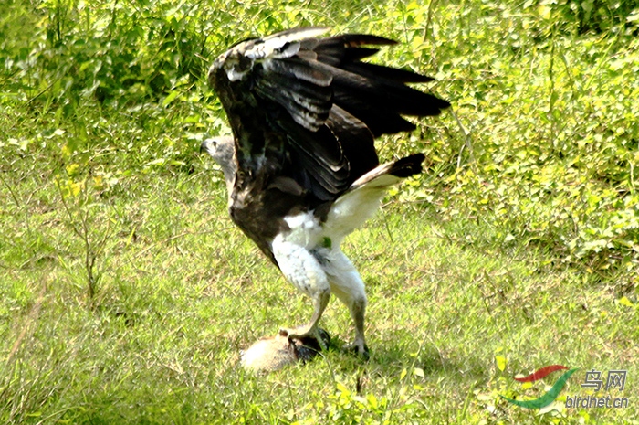 今年8月到尼泊尔奇特网拍摄的鹰