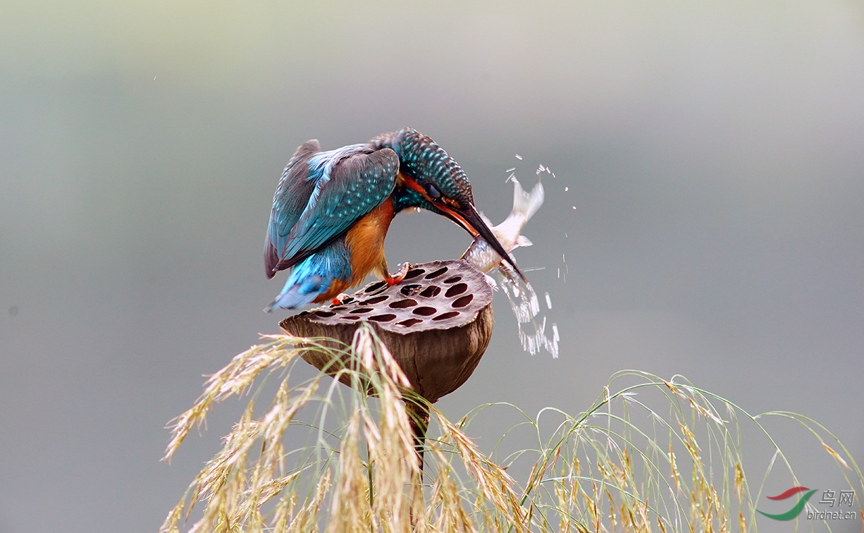 LEICA徕卡 超长焦镜头拍 小翠