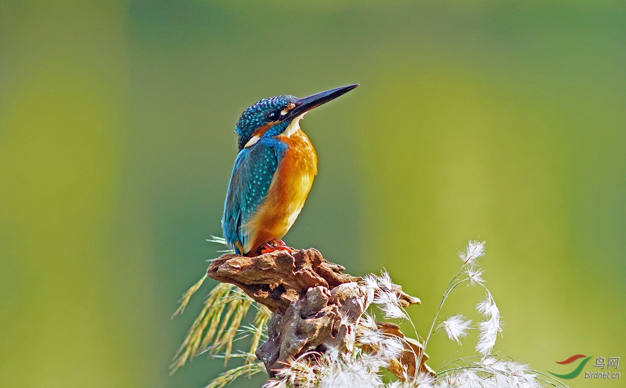 Sony 索尼A9微单LEICA徕卡 超长焦镜头拍 小