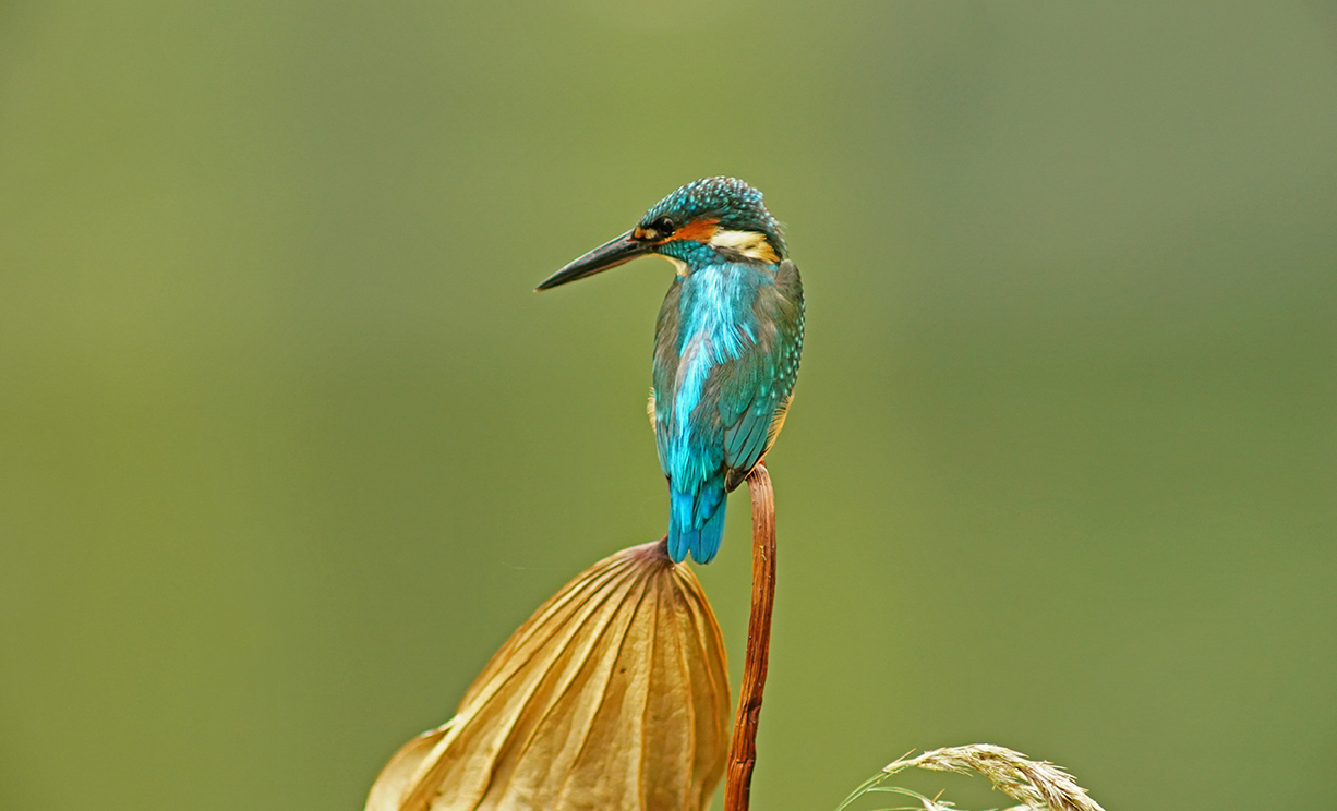 LEICA徕卡超长焦镜头拍 秋荷小翠