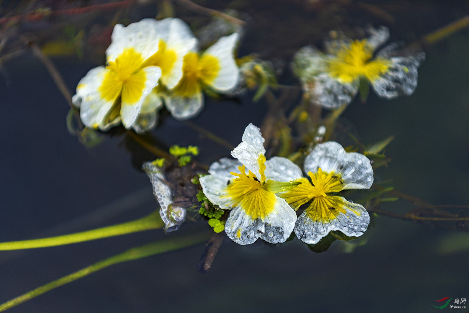 海菜花