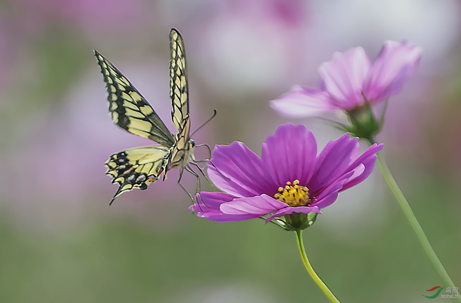 蝶恋花