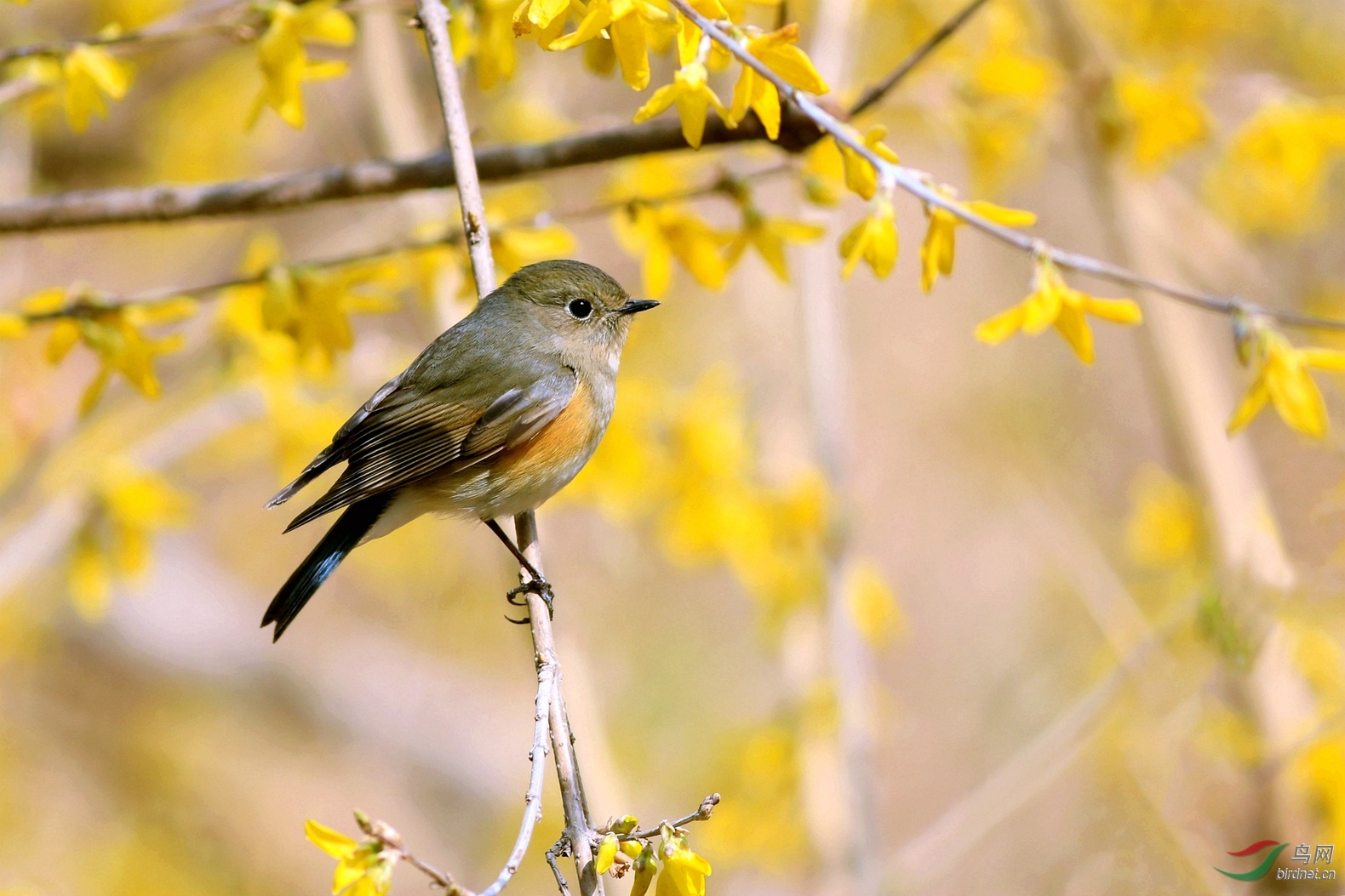 红胁蓝尾鸲一二