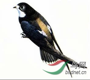 飞行鸟类 飞行速度最快的鸟类 白喉针尾雨燕又名快捷燕燕子科的一种